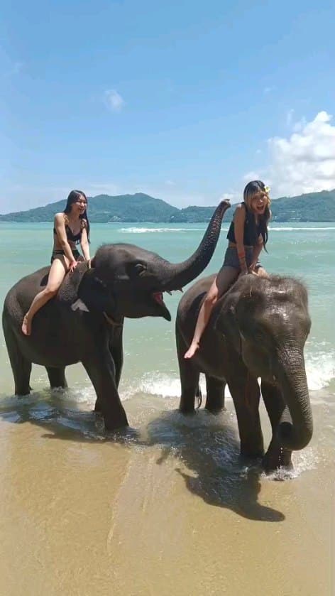 🐘エレファントスイミング🐘
象乗りと言えば、大きな象に乗ってトレッキングが多いですが、
せっかく海のあるプーケットに来たなら
少し小さめな子象とビーチで水浴び🐘💦 🐘💦🐘普段できない貴重な体験が出来ました🤩
と、たくさんのコメントを頂いてます!
象さんに乗ったり水を掛けてもらったりと、
象好きにはたまらない時間を過ごすことができます🎶
お子様もご参加可能なので、ファミリーでご参加頂いたり👨👩👧👦
皆でワイワイ楽しい卒業旅行の思い出にも人気です👫👭👬 素敵なお写真も撮れるので、写真好きにもピッタリ📷
初めての🇹🇭旅行で不安という方には、
日本語ガイド同行プランもございます🗣🇯🇵
当店のタイ人日本語ガイドが丁寧にご説明&お写真撮影のサポートを致します。
是非、ここでしか出来ない貴重な体験をお楽しみ下さい 💛💙💜💚🧡❤️ 〰〰〰〰〰〰〰〰〰〰〰〰�
ℙ𝕙𝕦𝕜𝕖𝕥ⓔ𝕥𝕠𝕦𝕣�
@phuketetour までお気軽にDM💌ください🙏�
🖥 https://phuket-etour.com/�
�
#タイ #プーケット #エレファントスイミング #エレファントスイム #象さんビーチ #ラッキービーチ #象乗り #象 #象と水浴び #オプショナルツアー #海外旅行 #タイ旅行 #プーケット旅行 #プーケット観光 #卒業旅行 #女子旅 #タビジョ #旅行好きな人と繋がりたい #海のある生活 #ビーチ #リゾート #プーケットイーツアー #thailand #phuket #elephantswimming #tour #travel #beach #resort #phuketetour
