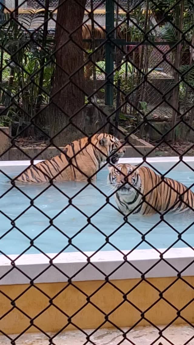 🐯✨ タイガーキングダムで迫力満点の体験を！ ✨🐅

プーケットで大人気のTiger Kingdom（タイガーキングダム）
本物のトラと一緒に写真が撮れる特別な体験！📸🔥

サイズは
🍼 ベイビータイガー
🐯 小さめのトラ
🦁 大きなトラ
から選べます♪

プロスタッフが常にサポートしてくれるから安心！
家族旅行・カップル・女子旅にもおすすめです💕

🚐 Phuket E-Tourなら…
✅ ホテル送迎付き
✅ 日本語サポート
✅ 他ツアーと組み合わせOK（象乗り・象さん水浴び・フローティングランチ etc.）

📝 予約・お問い合わせ
LINE：@phuket.etour
Web：phuket-etour.com

一生に一度の特別な瞬間をプーケットで🐅💛

#プーケット旅行 #プーケット観光 #タイガーキングダム #トラと写真 #プーケットオプショナルツアー #PhuketETour #プーケット女子旅 #家族旅行 #タイ旅行 #おすすめスポット #フォトスポット #タイ観光 #フォトジェニック旅 #エレファントスイム #phukettrip