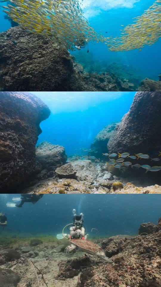 🌴 **ピピ島ダイビング（PP）日帰りツアー｜想像以上の感動！** 🐢🐟

「ピピ島＝写真だけ」だと思っていませんか？
実は…**海の中こそ本番！**
一歩潜れば、そこは別世界 ✨

🤿 **ピピ島ダイビングで出会えるもの**
🐠 魚の大群に360度囲まれる感動体験
🪸 色鮮やかなサンゴ礁を間近で観察
🦈 ブラックチップシャーク（会えたらラッキー！）
🐢 のんびり泳ぐウミガメ
🌊 透明度抜群、写真映えする最高の水中景色

リラックスしたいダイバーにも、
アンダマン海の魅力を満喫したい方にもおすすめです 💙

🔥 **ライセンス保持者限定・特別プロモーション**
💥 **4,500バーツ**
✔️ **3ダイブ**
✔️ **器材レンタル無料**
✔️ 経験豊富なスタッフがしっかりサポート

⏰ **席数限定！今すぐ予約しないと満席に！**

📩 **Phuket eTour** まで
DM または LINE でお気軽にお問い合わせください

---

#ピピ島ダイビング
#PhiPhiDiving
#プーケットダイビング
#AndamanSea
#ScubaDivingThailand