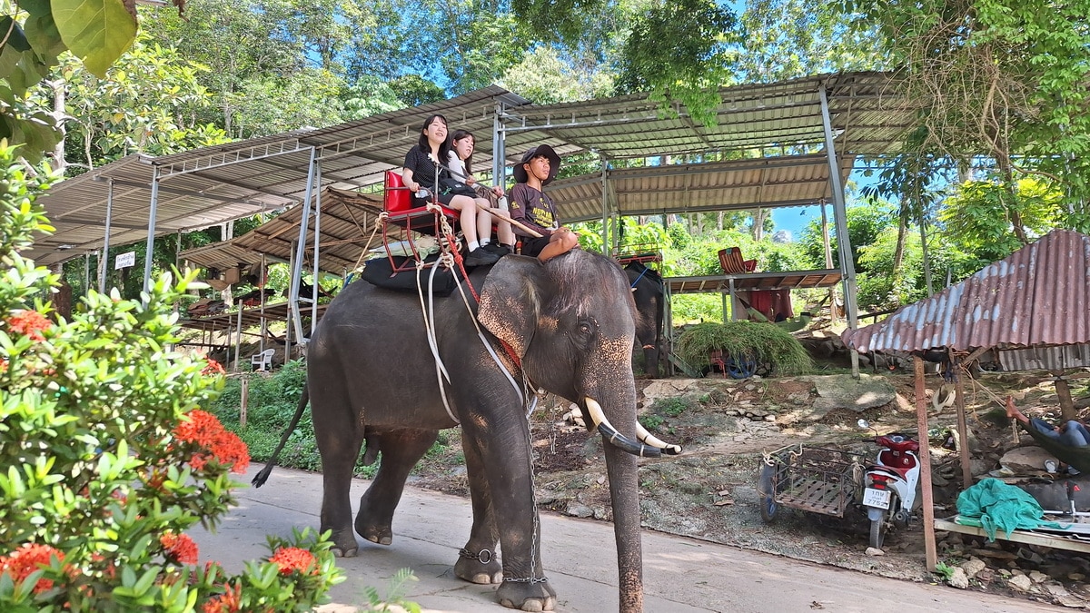 タイガー施設の後に楽しむプーケットの象乗り体験