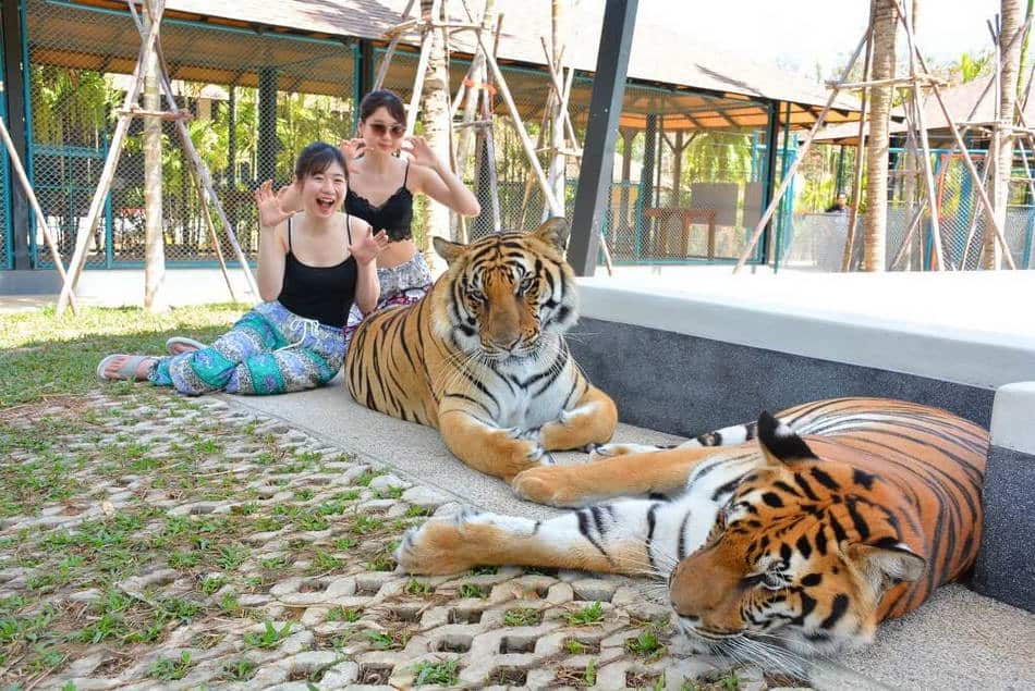 タイガーパーク・プーケットで2頭のトラと記念撮影する女性2名