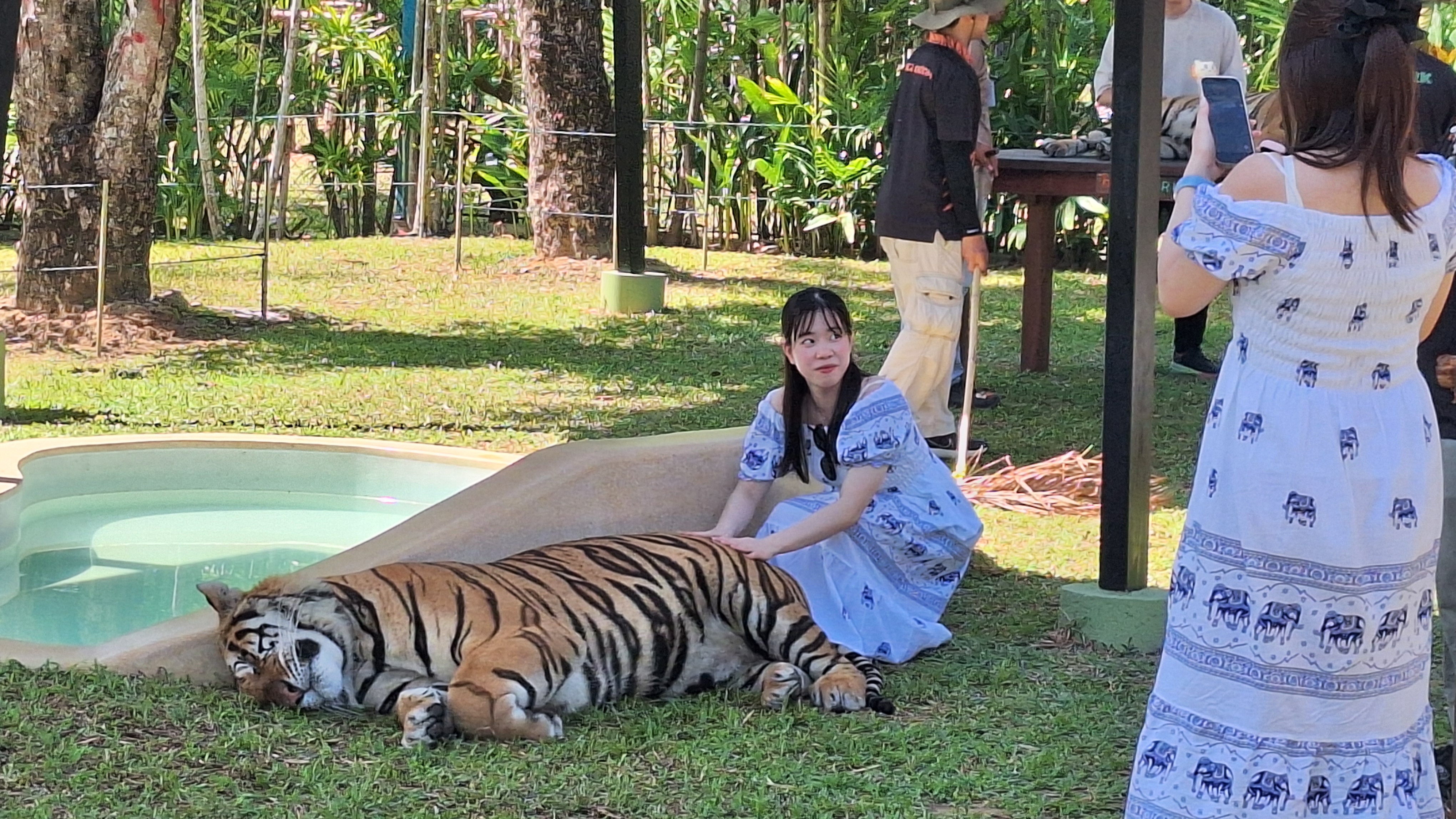 タイガーパーク・プーケットで横たわるトラと記念撮影する女性
